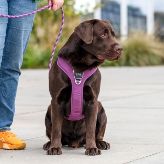 DOG Copenhagen Comfort Walk Pro Harness